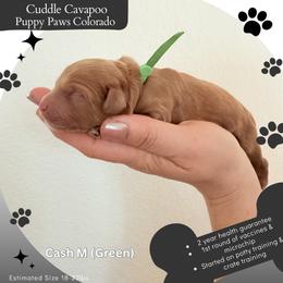 Cash - Apricot male Cavapoo puppy in Fort Lupton, Colorado from Puppy Paws Colorado