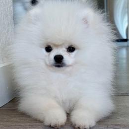 Pomeranian Puppies from Royal Palace Pomeranians