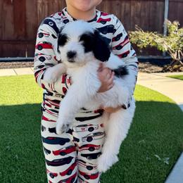 Holly - Black and white female Bernedoodle puppy in Yuba City, California from Ranch House Doodles