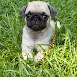 Darla - Fawn female Pug puppy in Broken Arrow, Oklahoma from Pugs Not Drugs