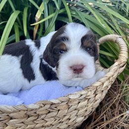 Chicago - Liver white and tan male English Springer Spaniel puppy in Swainsboro, Georgia from Sweet Georgia Springers