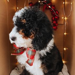 Jasper - Tri-color male Bernedoodle puppy in Wellsville, Utah from Stay Golden Doodles
