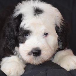 Old English Sheepdogs from Three Lakes Old English Sheepdogs