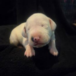 Roger - Yellow - White and black male Dalmatian puppy in Palmer, Massachusetts from Delaney's Dalmatians 2