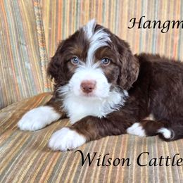 Hangman - Red tri-color male Aussiedoodle puppy in Lancaster, Minnesota from Wilson Cattle Co.