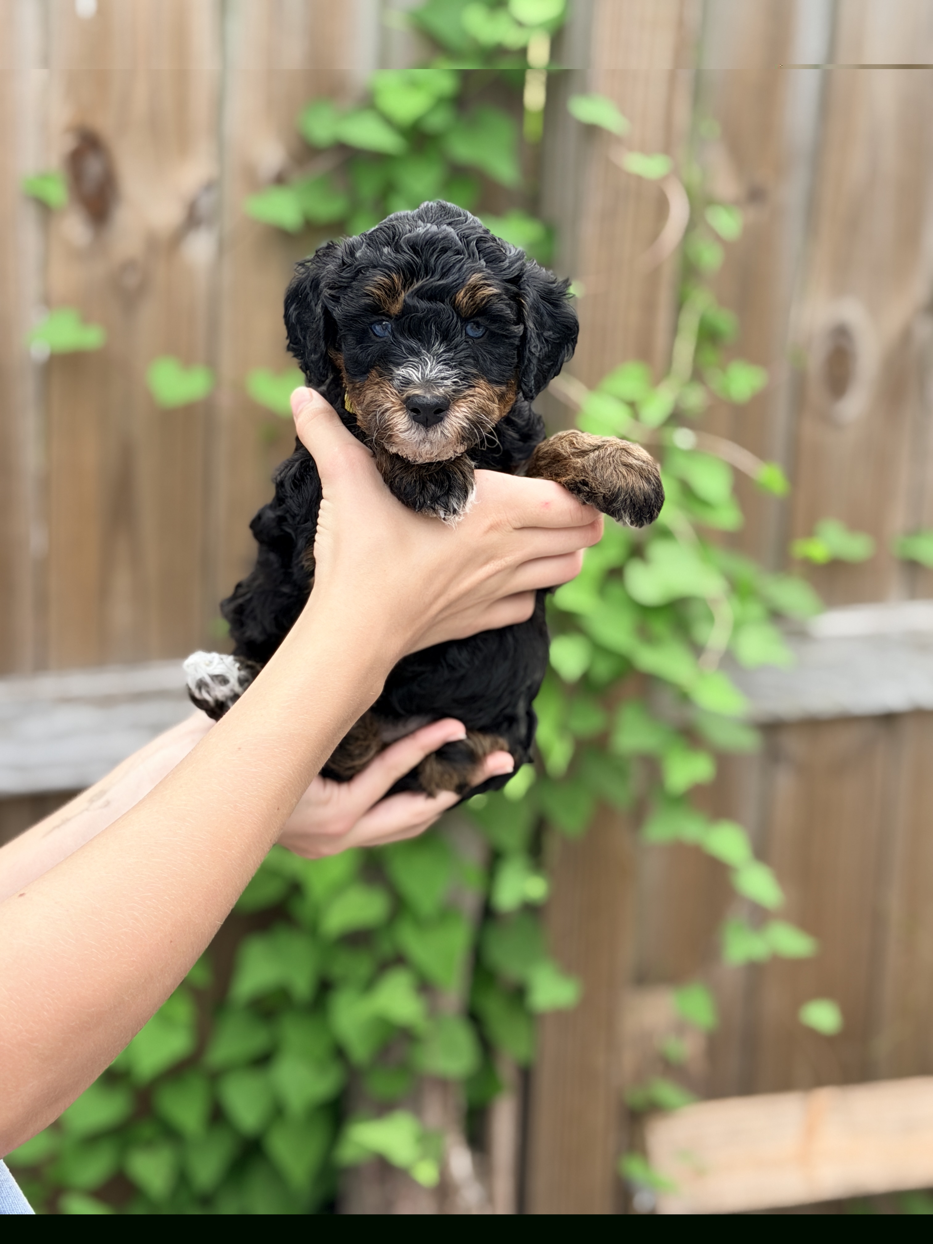 Freya - Phantom female Bernedoodle puppy in Charleston, South Carolina from Palm Belle Doodles