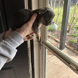 French Bulldog Puppies from Frenchiesbysouthernbell