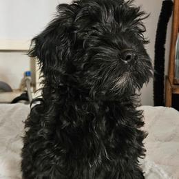 Girl 4 - Black female Whoodle puppy in O'neill, Nebraska from Willowdale Doodles
