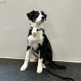 Australian Shepherd Puppies from Lovable Little Aussies