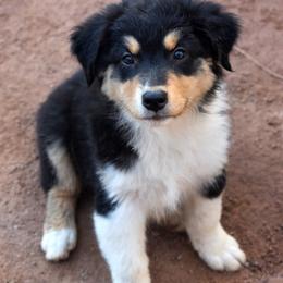 Anvil - Black tri-color female Australian Shepherd puppy in San Tan Valley, Arizona from Mott Ranch - Blazin' Sun Aussies