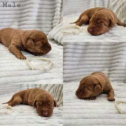 White Collar - Male - Yellow male Labrador Retriever puppy in Boyd, Minnesota from Lindley Labradors