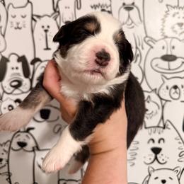 Purple boy - Black tri-color male Australian Shepherd puppy in Ashland, Ohio from SS Australian Shepherds