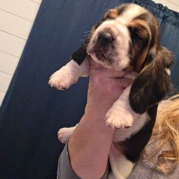 EBENEZER - Black brown and white male Basset Hound puppy in Lexington, Kentucky from Hound Ridge Meadows