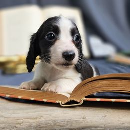 Pip - Piebald male Dachshund puppy in Pocasset, Massachusetts from Dachs of the Bay