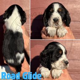 Road Glide - Black white and tan male English Springer Spaniel puppy in Fond Du Lac, Wisconsin from Clucking Homestead Springers & Dachshunds