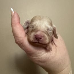 Queso - 2500 - Cream male Dachshund puppy in Knoxville, Tennessee from East TN Dachshunds