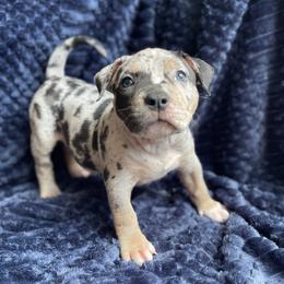 Tundra - Blue tri-color female American Bully puppy in Purdy, Missouri from Shotgun Pups