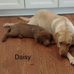 Dilute Retriever Puppies from Hagler Homestead Labs