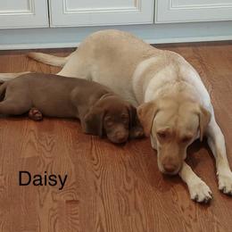 Dilute Retriever Puppies from Hagler Homestead Labs