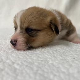 Ivy - Red female Pembroke Welsh Corgi puppy in Ocala, Florida from Osborne Corgis