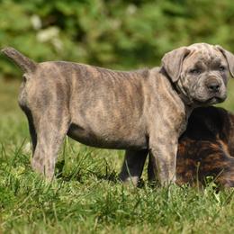 Cane Corso Puppies from Willow Creek Cane Corsos