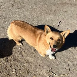Callie - Pembroke Welsh Corgi