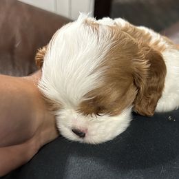 Cavalier King Charles Spaniel Puppies from Downton Cavaliers