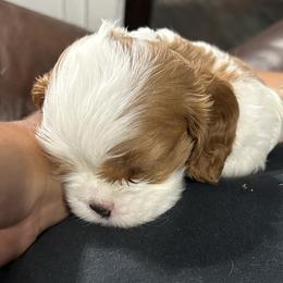 Cavalier King Charles Spaniel Puppies from Downton Cavaliers