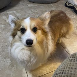 Sig - Pembroke Welsh Corgi