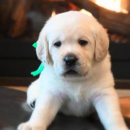 MALE Pick 5 - Yellow male Labrador Retriever puppy in Pasco, Washington from ROCK CREEK LABRADORS