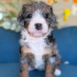 Gretchen - Tri-color female Bernedoodle puppy in Yuciapa, California from AlltheDoodlez_