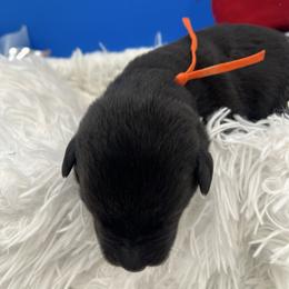 Orange - Black male Labrador Retriever puppy in Heath Springs, South Carolina from Rich Hill Retrievers
