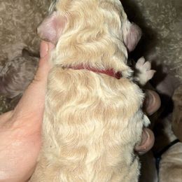 Maroon Collar - Apricot male Goldendoodle puppy in Winchester, Tennessee from Mahaffey’s Doodles