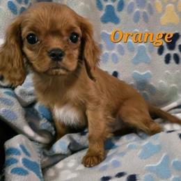 Orange - Ruby male Cavalier King Charles Spaniel puppy in Glendale, Arizona from Comforting Cavaliers