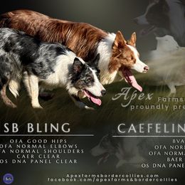 Border Collie puppies from Apex Border Collies