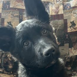 Dutch Shepherds from KBK9 Ranch
