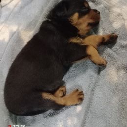 Green - Black and mahogany male Rottweiler puppy in Janesville, Wisconsin from Maciel House of Rottweilers