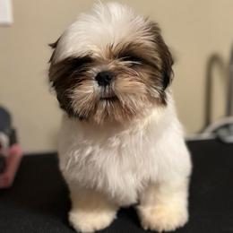 Bruno - Gold and white male Shih Tzu puppy in Tacoma, Washington from Alki Stars Shih Tzu
