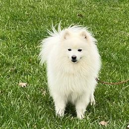 American Eskimo Dogs and Border Collies from Mondenkind Border Collies and Guidingstars American Eskimos