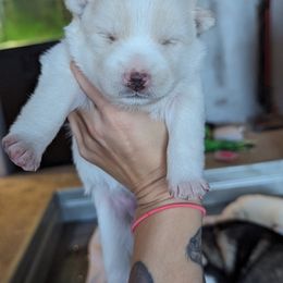 Pomsky Puppies from Valparaiso Pomskys