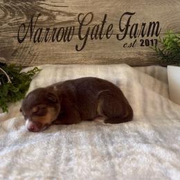 Rusty - White and red male Border Collie puppy in Moody, Texas from Narrow Gate Farm