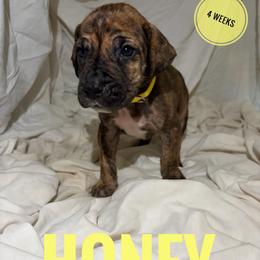 Honey - Brindle female Great Dane puppy in Columbus, Ohio from Von Schaaf Haus DuPree