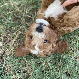 Goldendoodle Puppies from Texas Shine Doodles