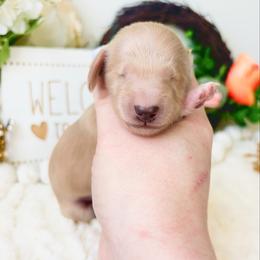 Elsa 4300 - Cream female Dachshund puppy in Sylvania, Alabama from Yancey’s Doxies