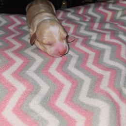 Boy 2 - Piebald male Dachshund puppy in Hot Springs, South Dakota from Ruhoff's Dachshunds