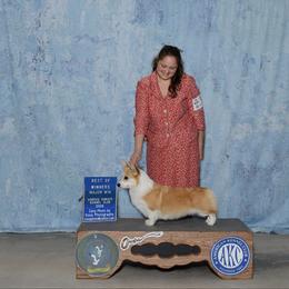 Missie - Pembroke Welsh Corgi
