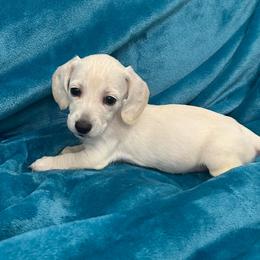 Cannoli - Cream female Dachshund puppy in Memphis, Tennessee from River City Doxies