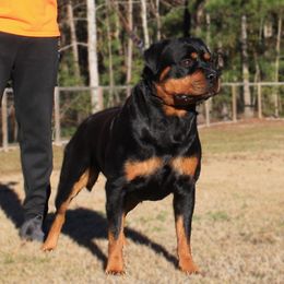 Rottweiler puppies from Von Der Quinn Rottweilers