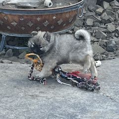 Boy 2 - Wolfgray male Eurasier puppy in Soap Lake, Washington from Falling Cedar Farm Samoyeds and Eurasier’s