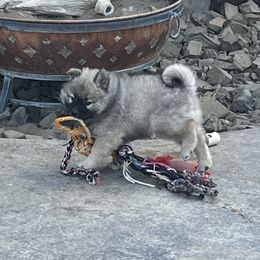 Boy 2 - Wolfgray male Eurasier puppy in Soap Lake, Washington from Falling Cedar Farm Samoyeds and Eurasier’s